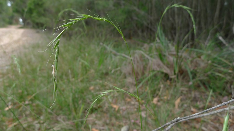 Weeping Grass photo 2
