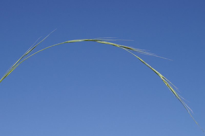 Weeping Grass photo 3