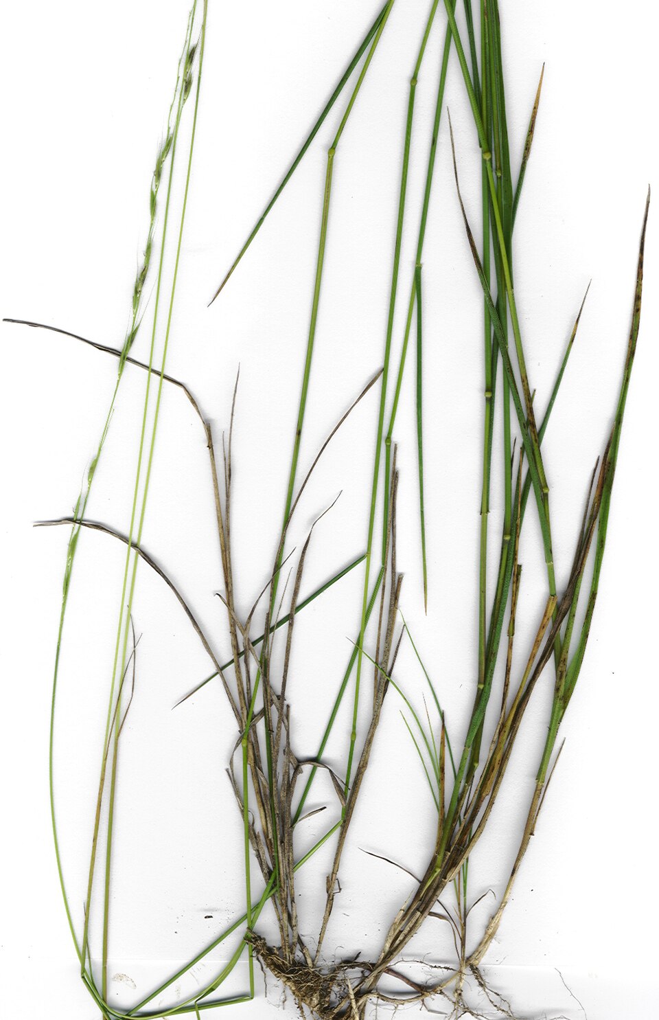 Weeping Grass