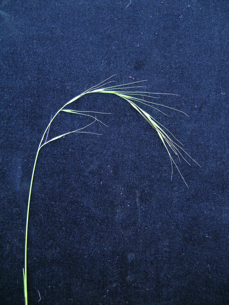 Weeping Grass photo 6