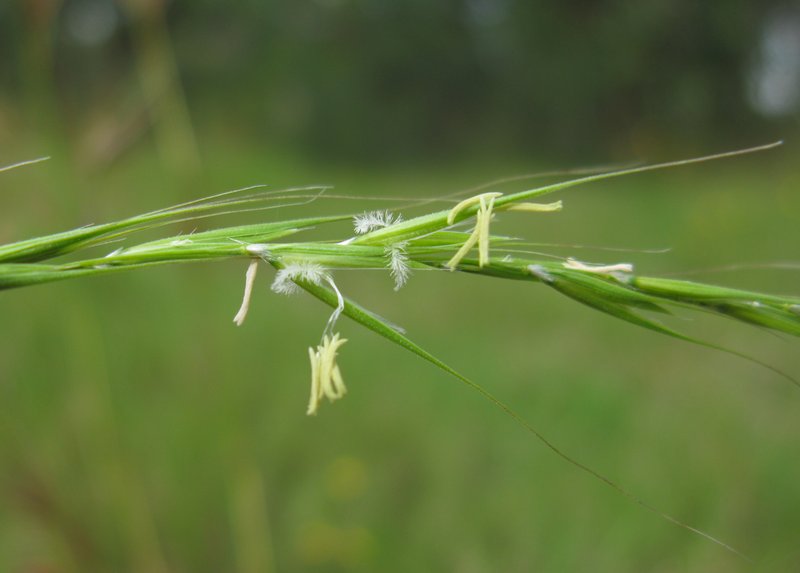Weeping Grass photo 7