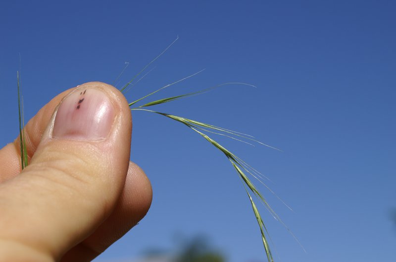 Weeping Grass photo 8