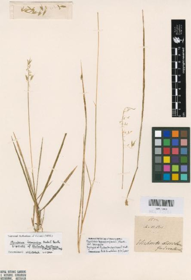 Microlaena tasmanica var. tasmanica