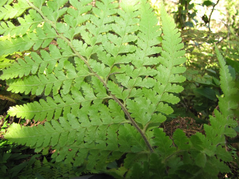 Maui Fern