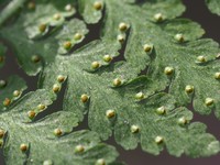 Limpleaf Fern