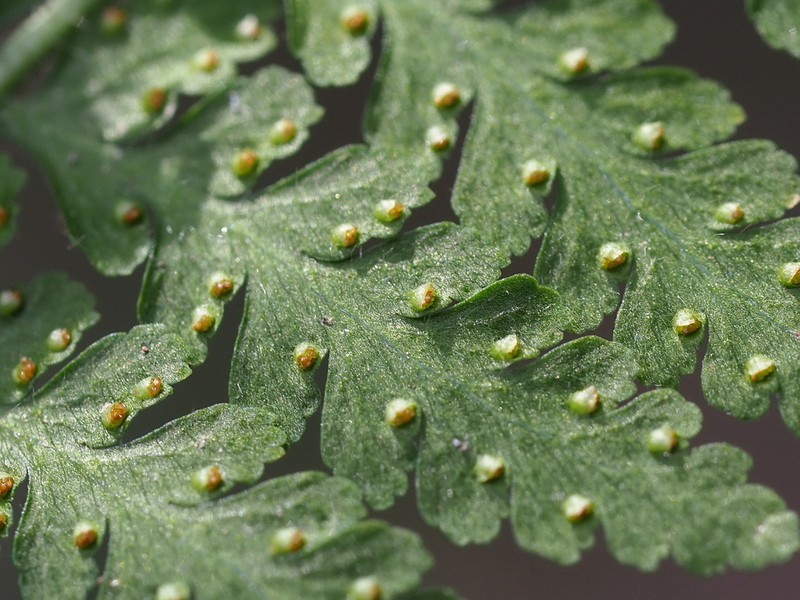Limpleaf Fern