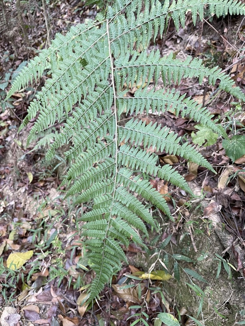 Limpleaf Fern photo 2