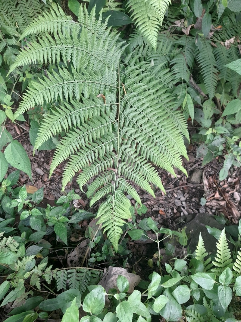 Limpleaf Fern photo 3