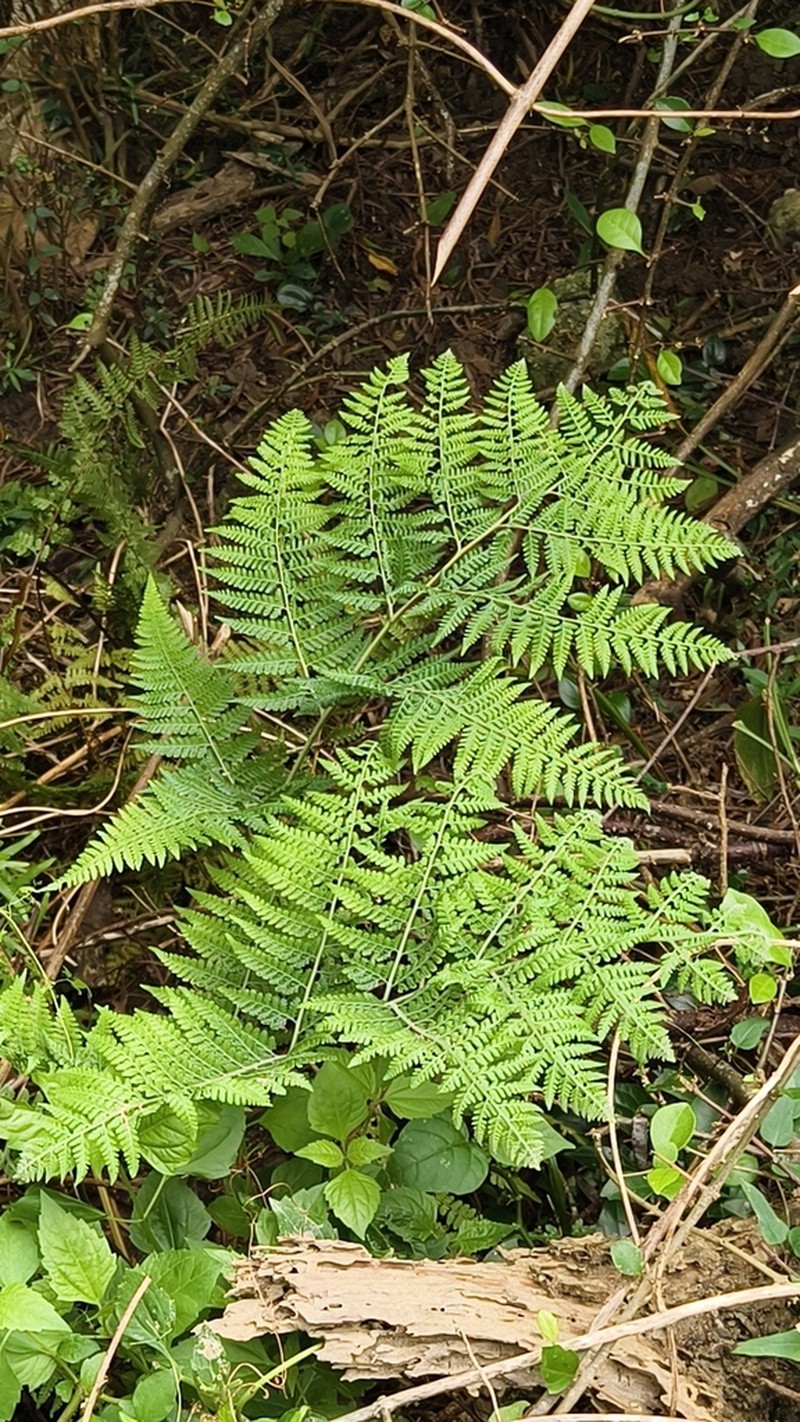 Limpleaf Fern photo 4