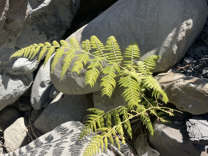 Limpleaf Fern photo 5