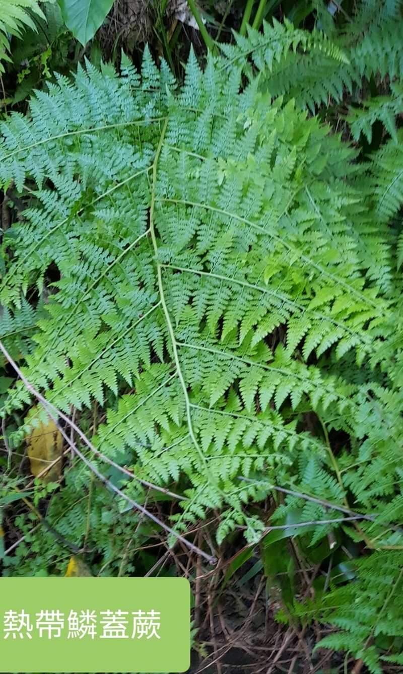Limpleaf Fern photo 6