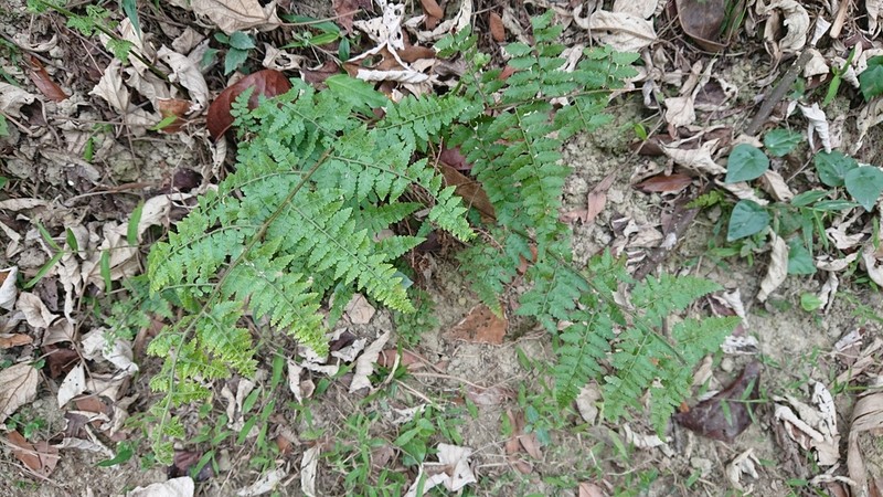 Limpleaf Fern photo 7