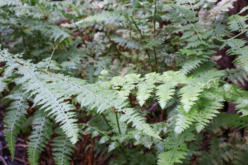 Limpleaf Fern photo 8