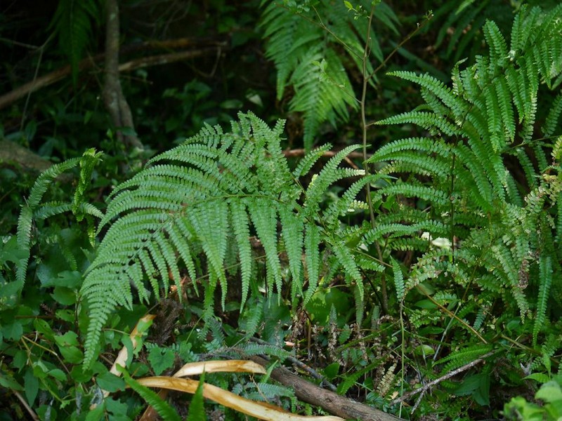 Palapalai photo 4