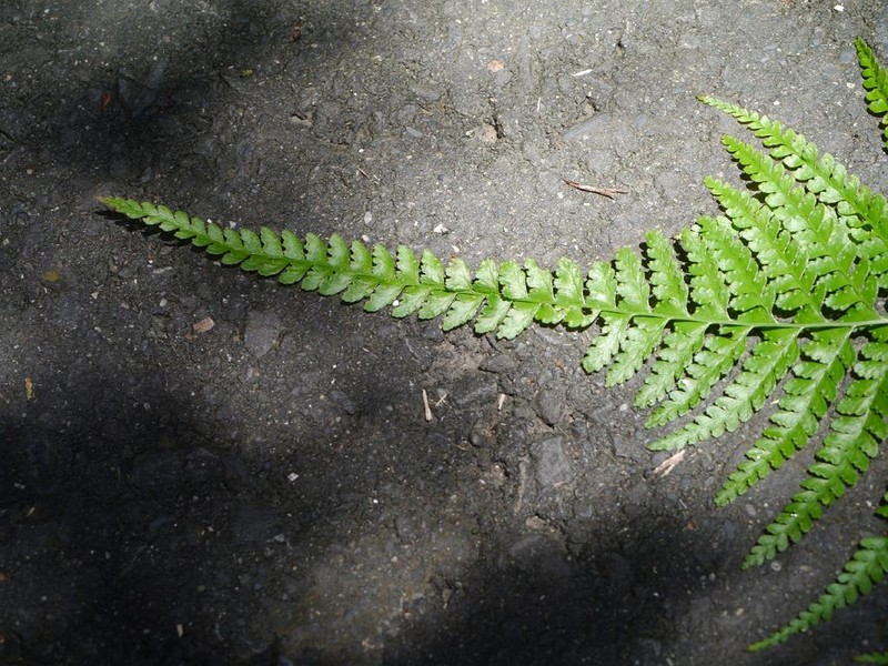 Palapalai photo 5
