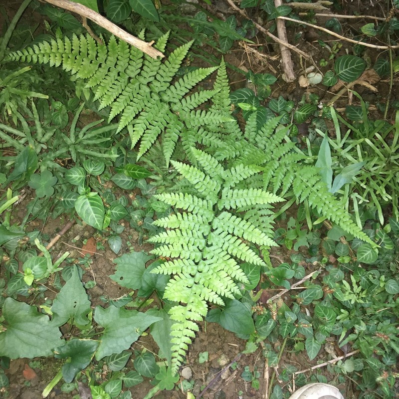 Palapalai photo 3