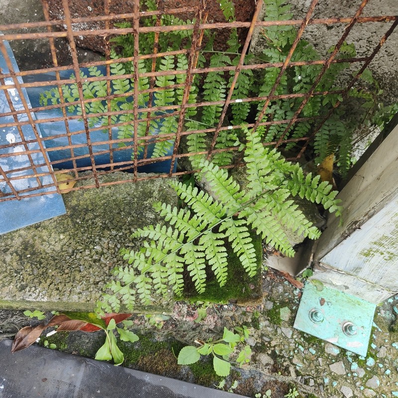 Palapalai photo 4