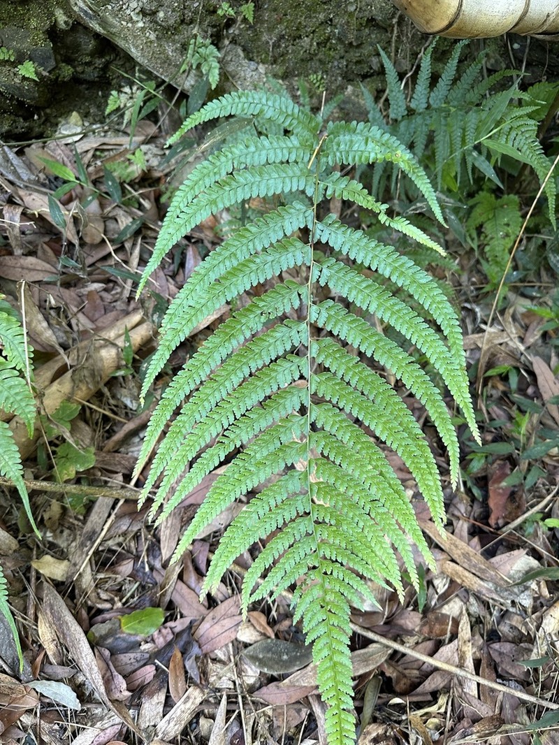 Palapalai photo 8