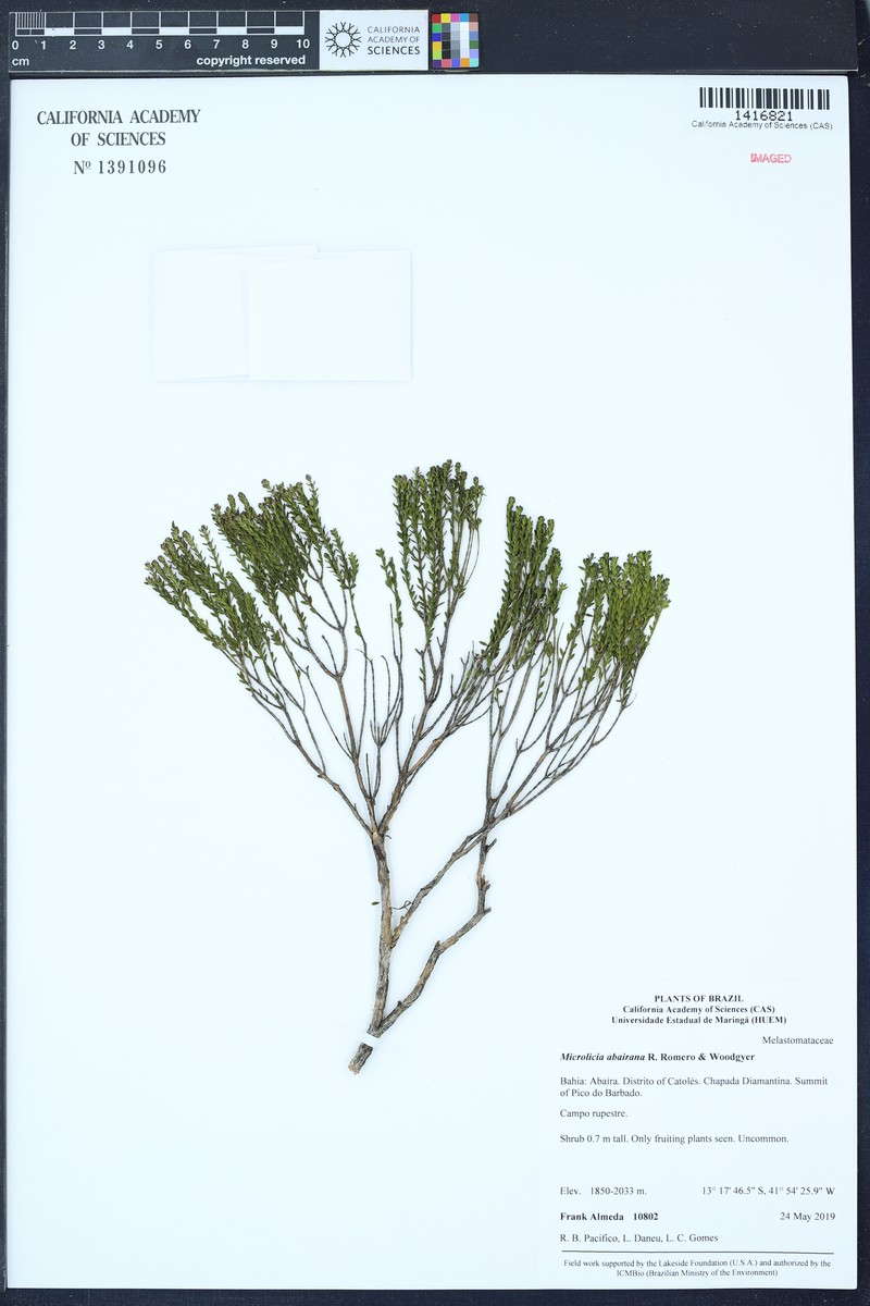 Microlicia abairana