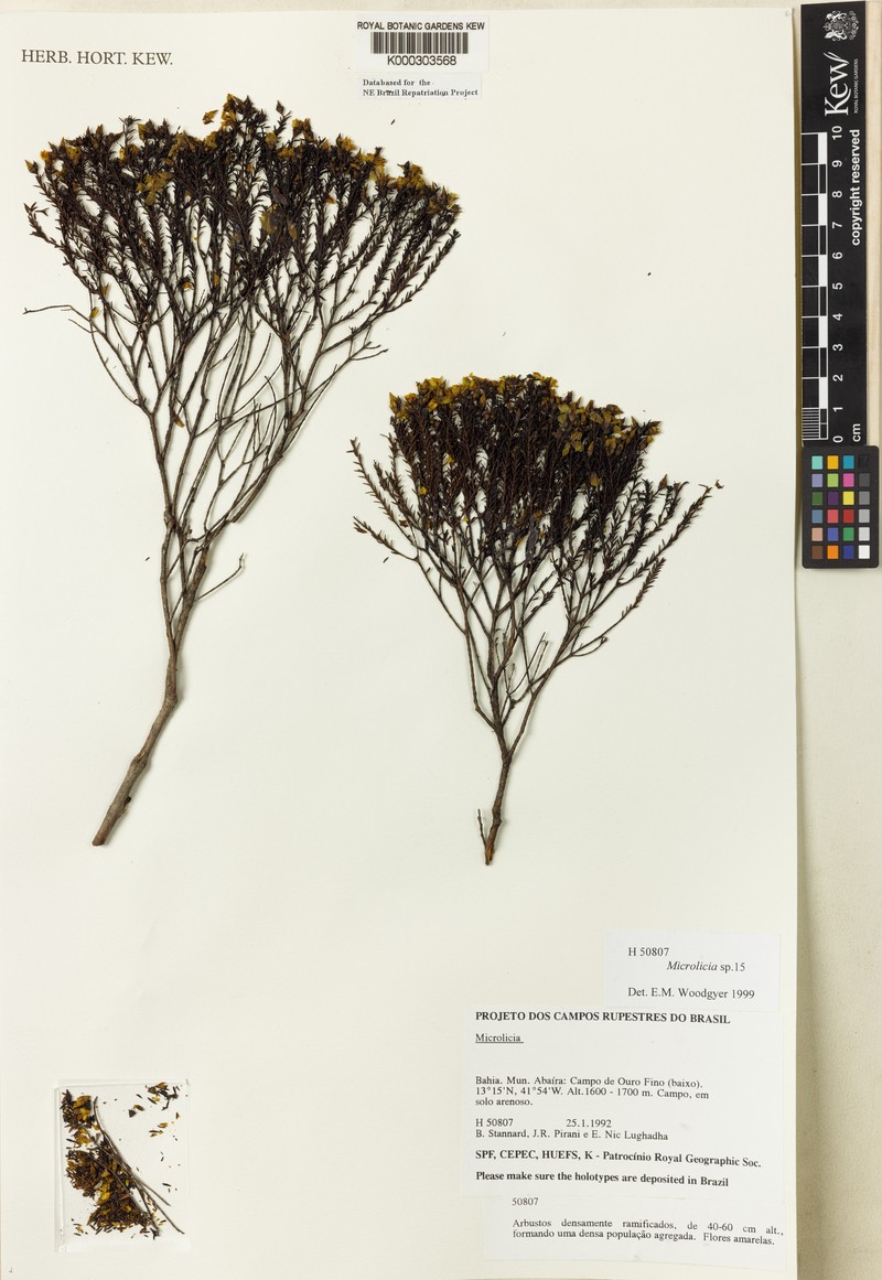 Microlicia abairana photo 3