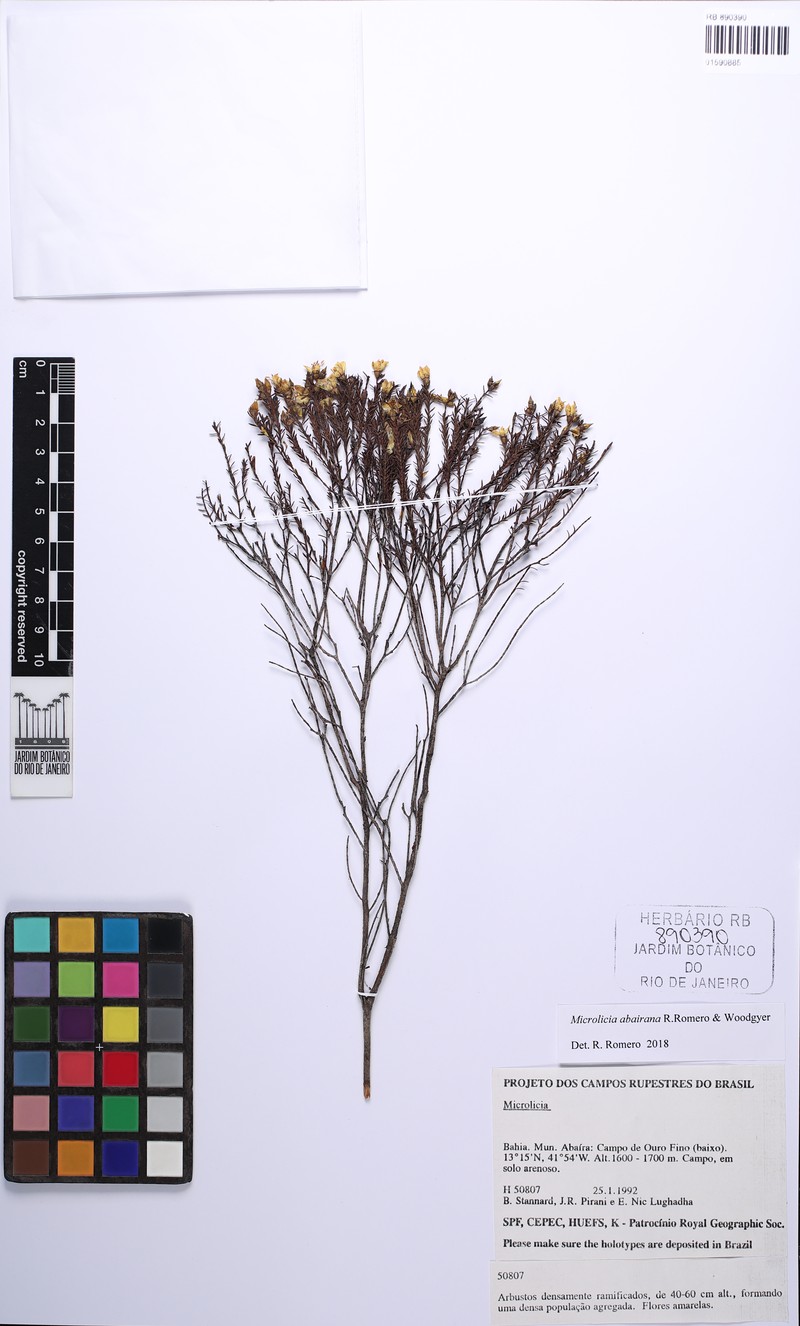 Microlicia abairana photo 4