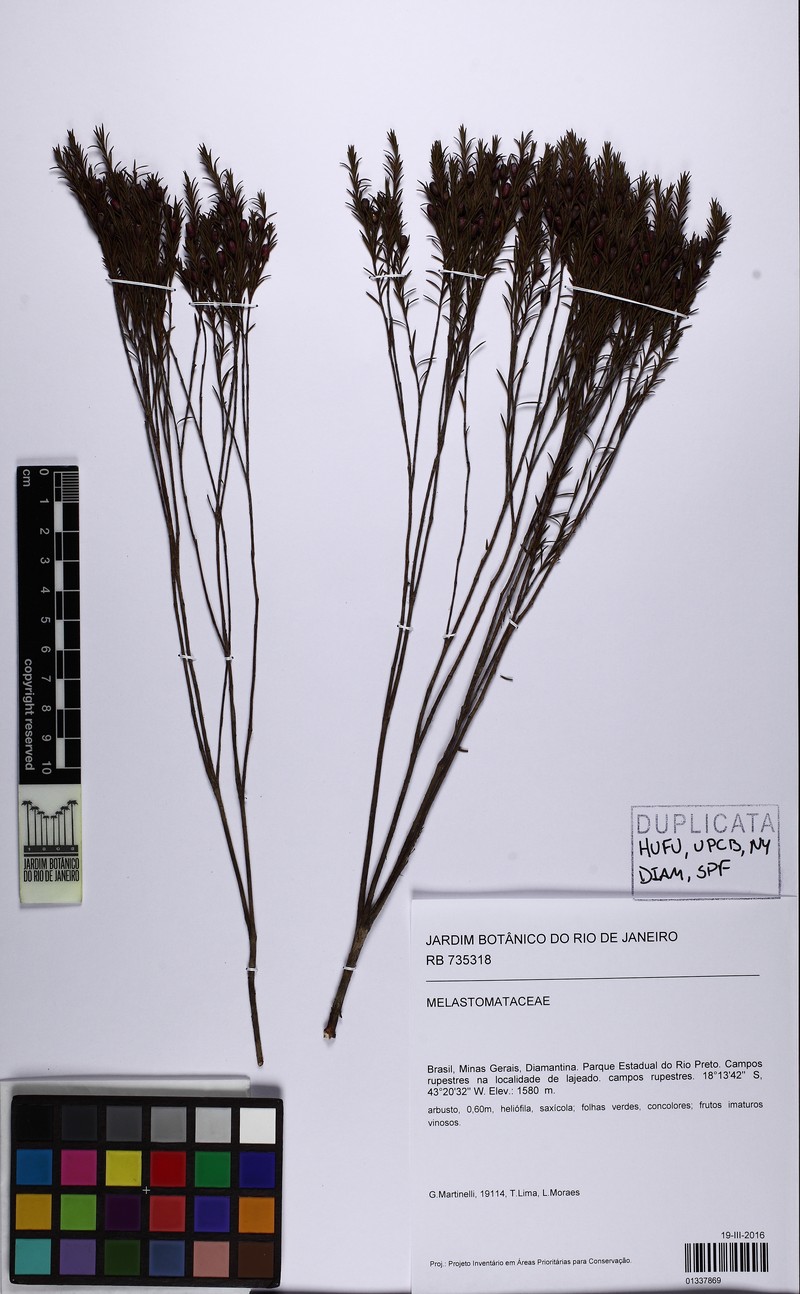 Microlicia acerosa
