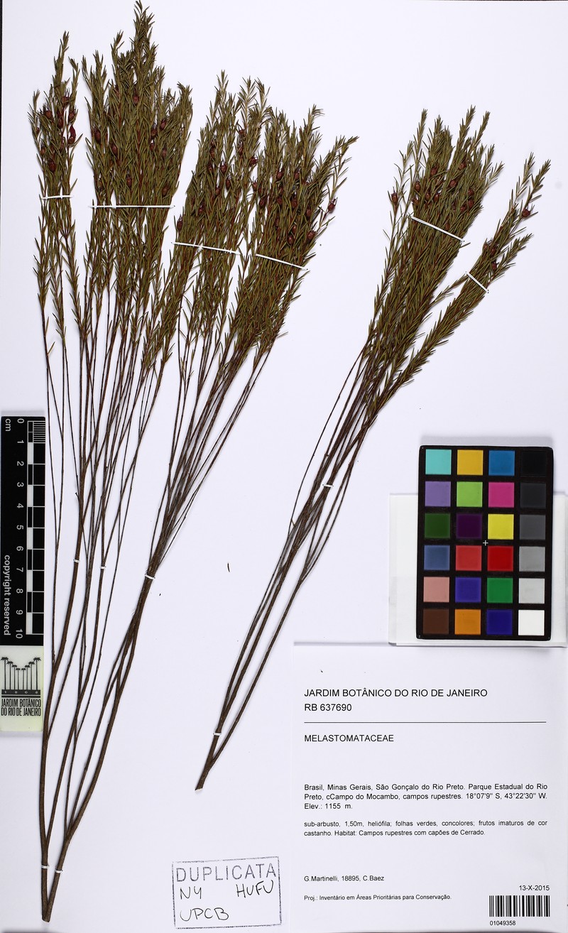 Microlicia acerosa photo 2
