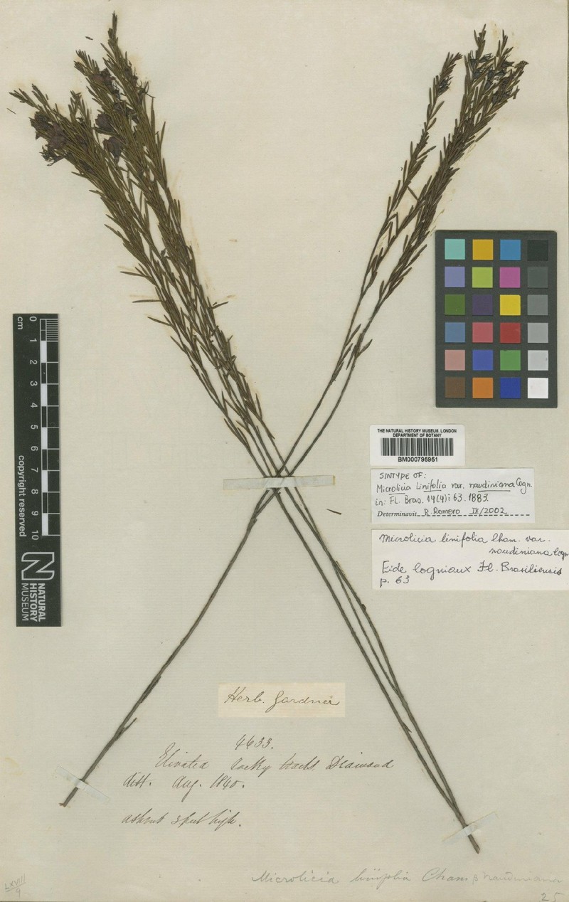 Microlicia acerosa photo 3