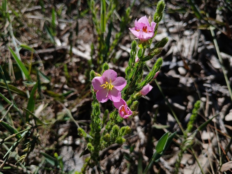 Microlicia acuminata