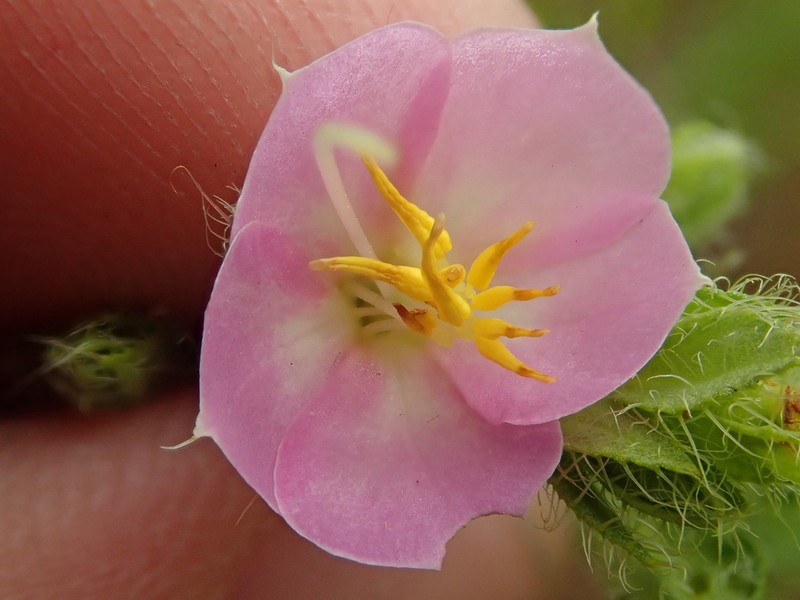 Microlicia acuminata photo 2