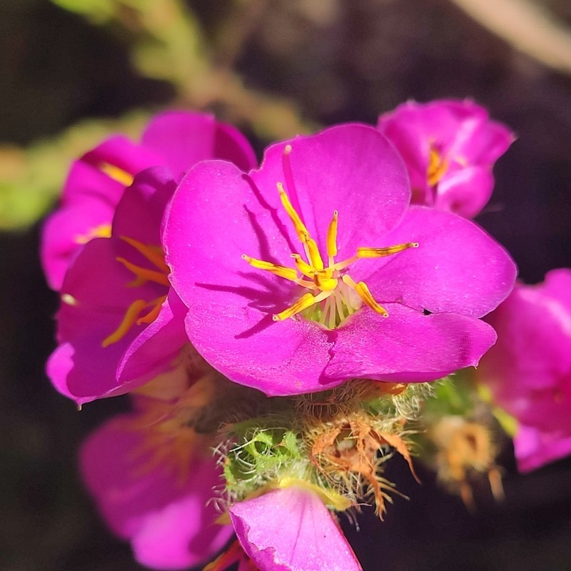 Microlicia acuminata photo 3