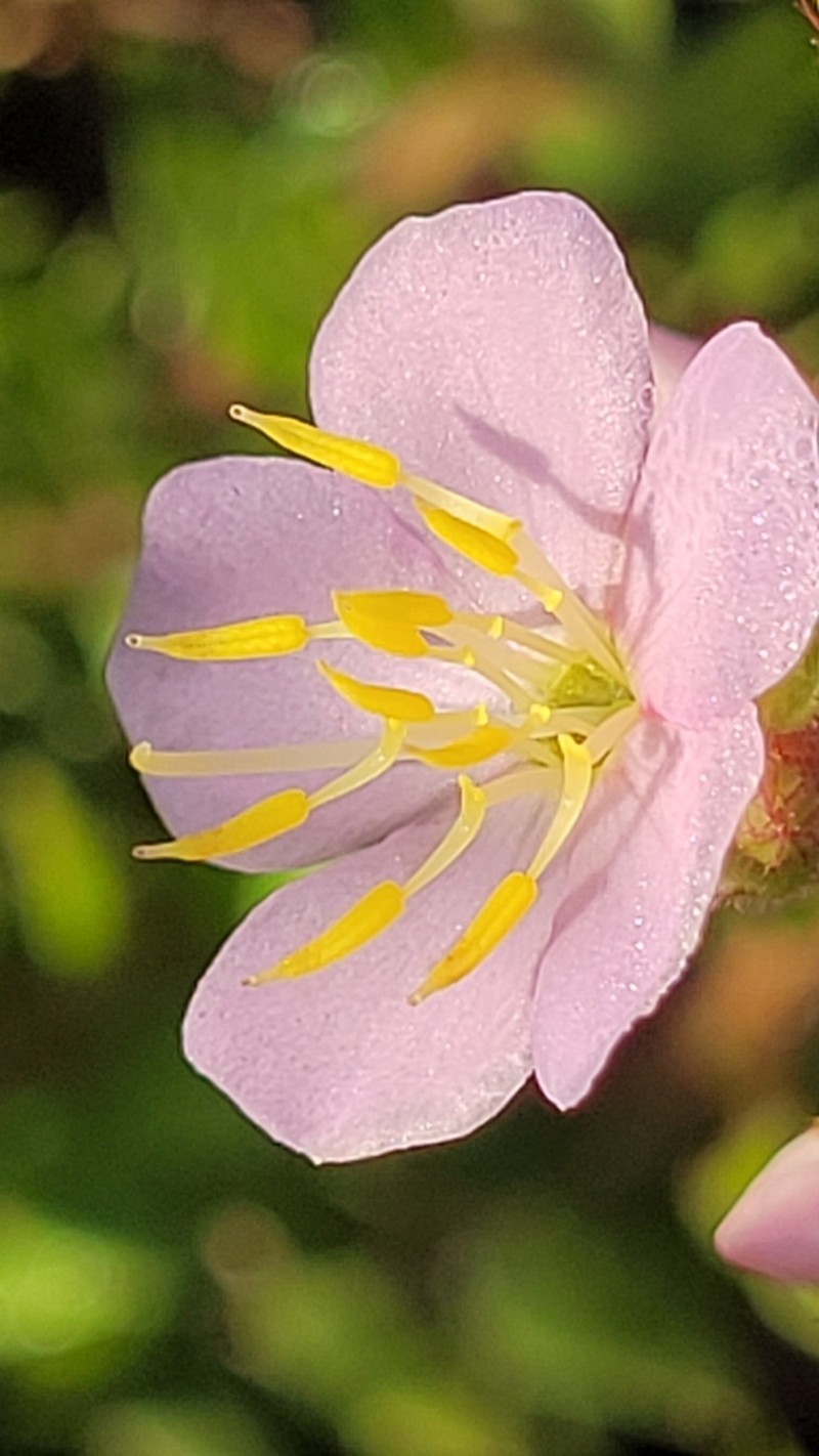 Microlicia acuminata photo 4