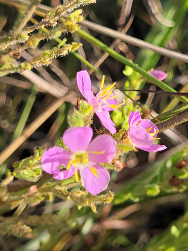 Microlicia acuminata photo 5