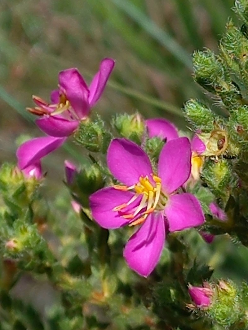 Microlicia acuminata photo 6
