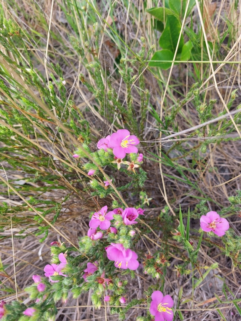 Microlicia acuminata photo 7