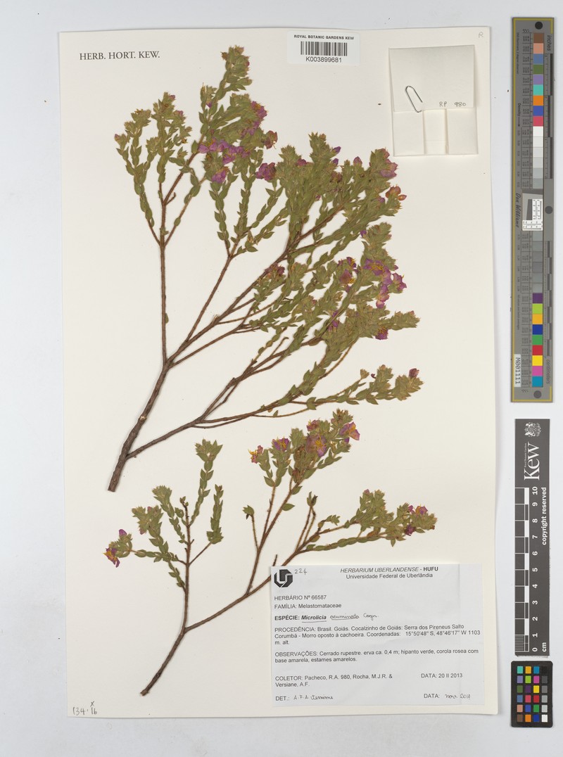 Microlicia acuminata photo 8