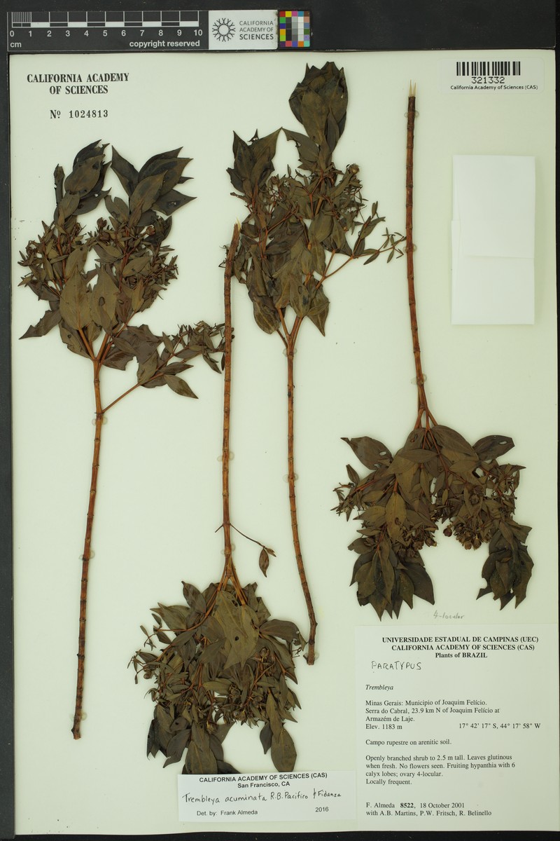 Microlicia acuminifolia