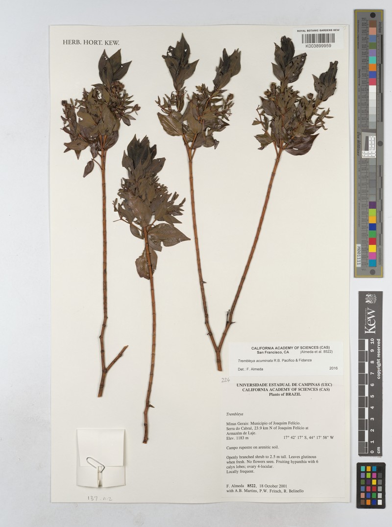 Microlicia acuminifolia photo 2