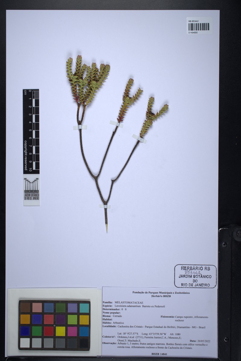 Microlicia adamantium