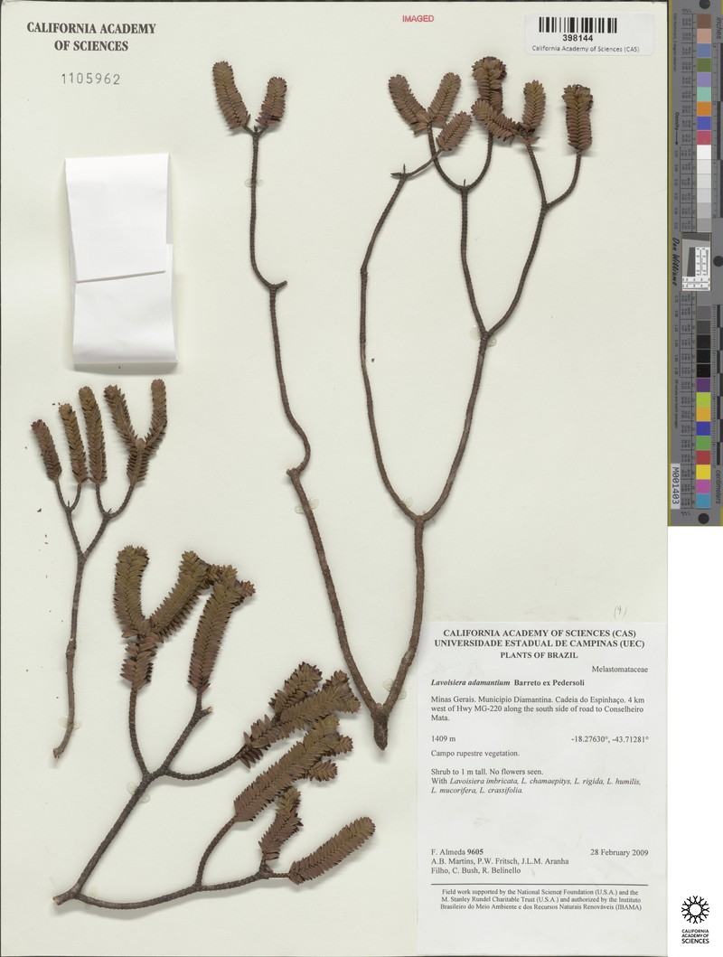Microlicia adamantium photo 3