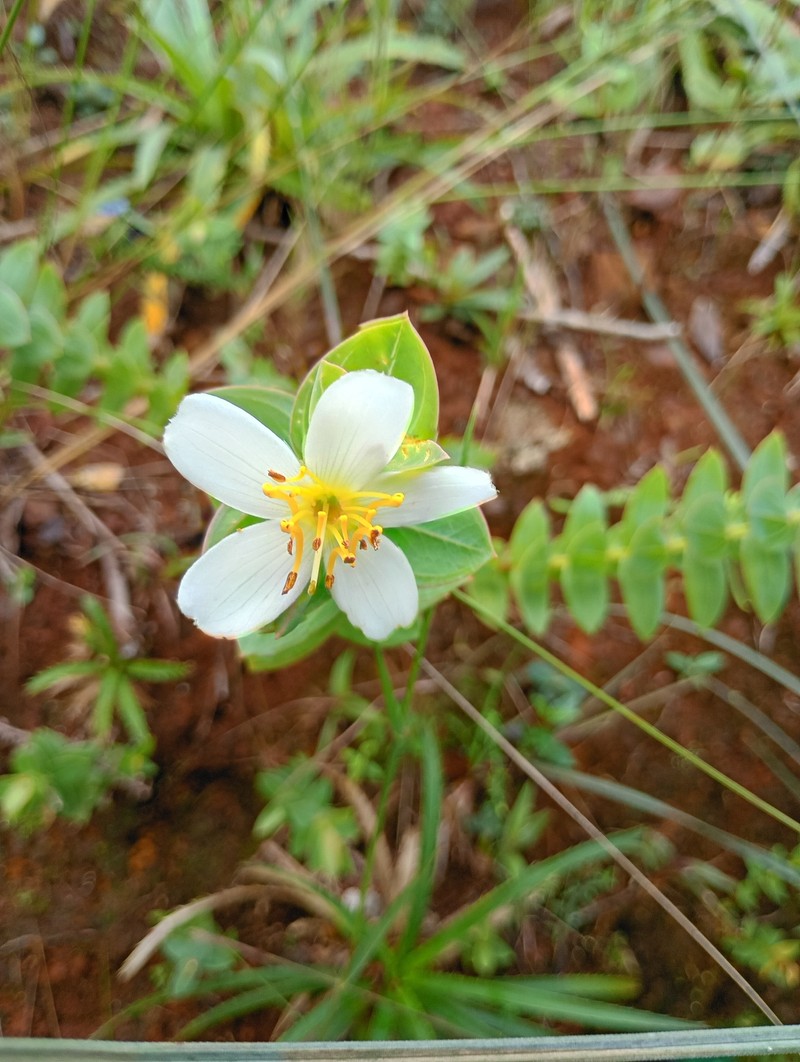 Microlicia alba