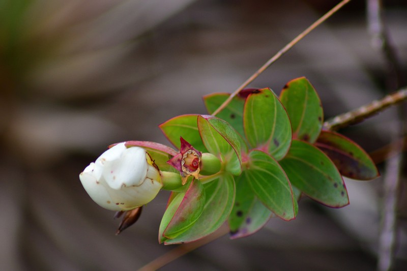 Microlicia alba photo 2