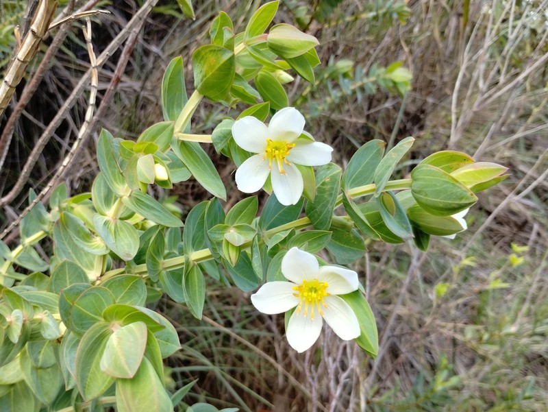 Microlicia alba photo 3