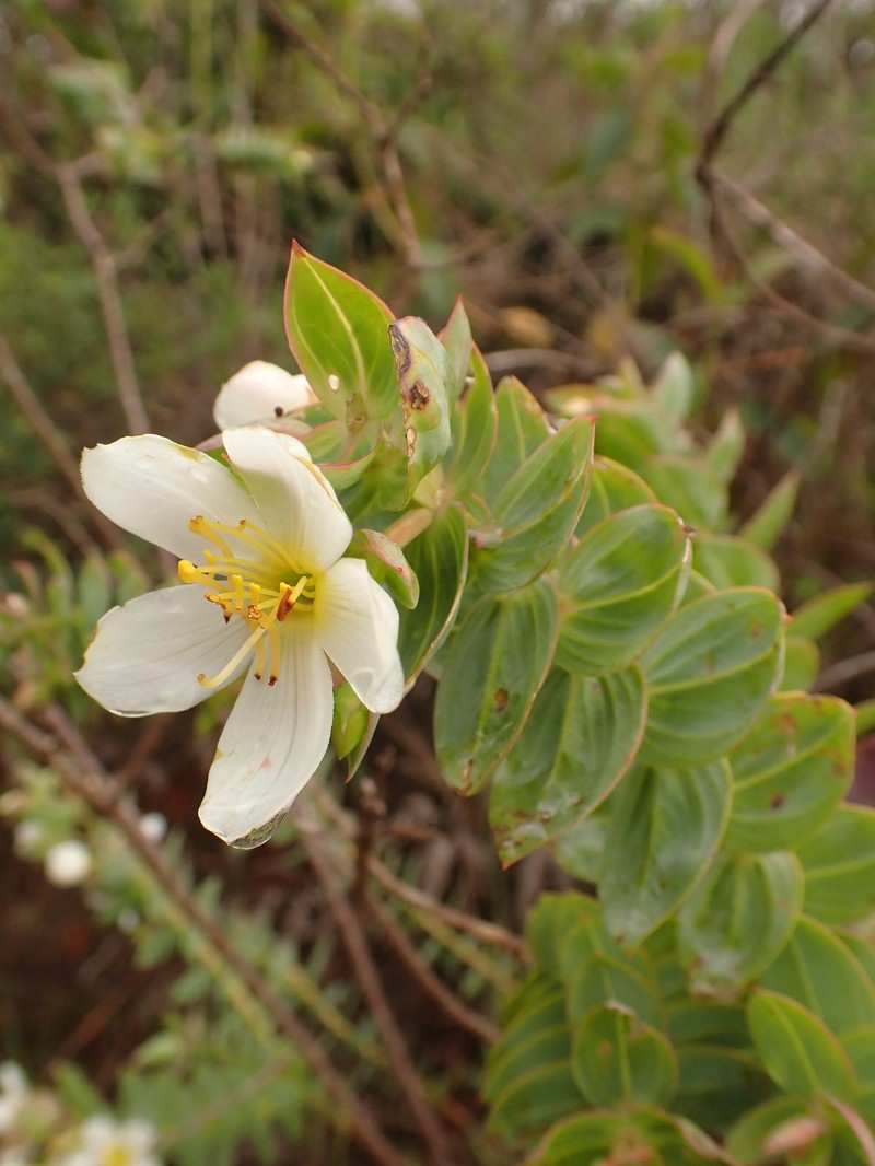 Microlicia alba photo 4