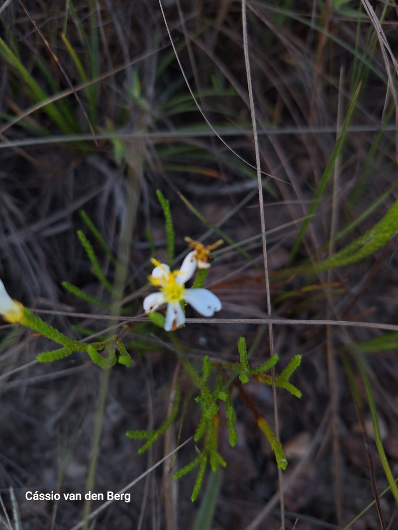 Microlicia albiflora