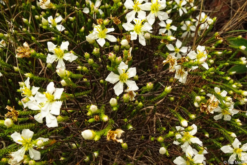 Microlicia albiflora photo 2