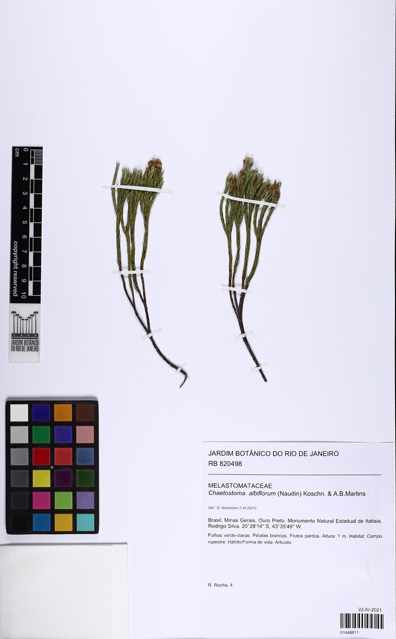 Microlicia albiflora photo 3