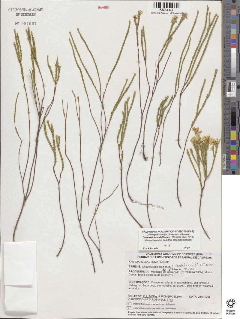 Microlicia albiflora photo 4