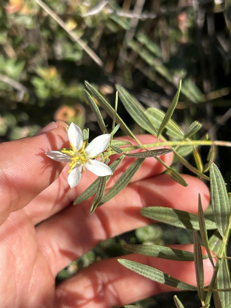 Microlicia altoparaisensis