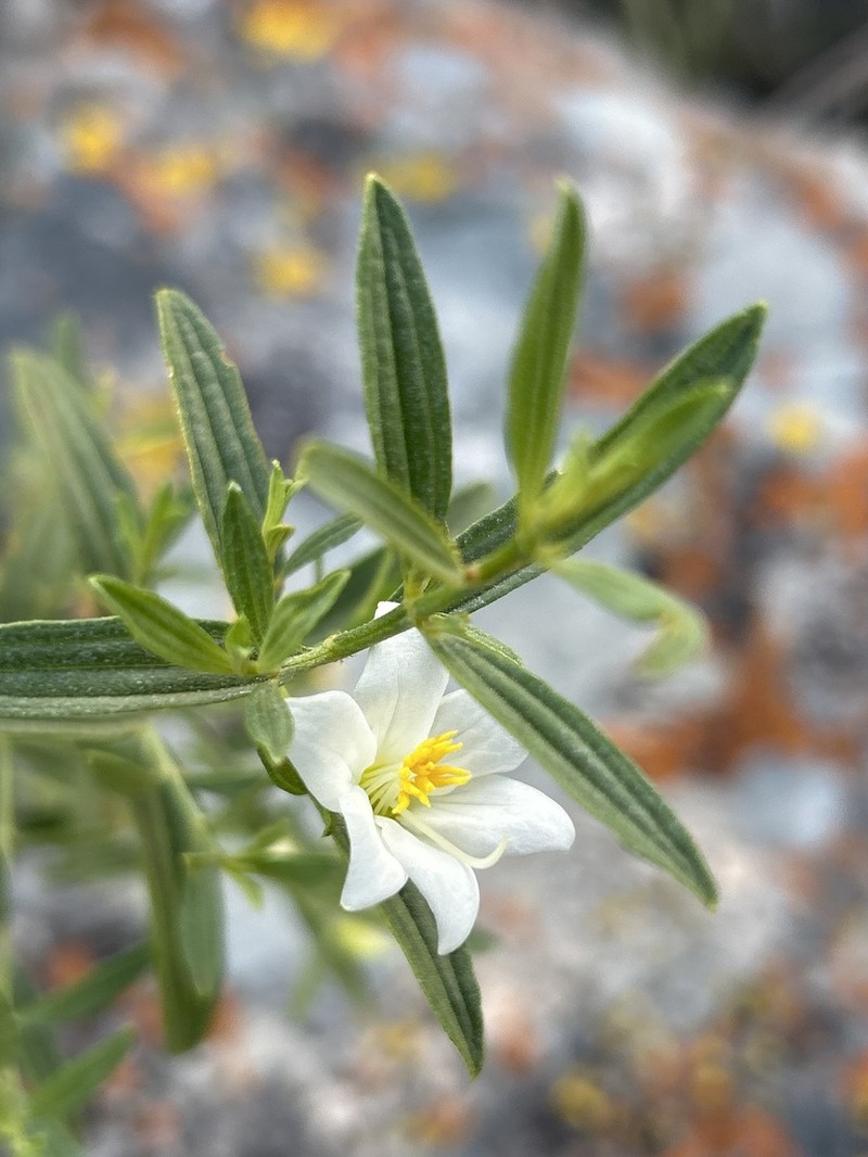 Microlicia altoparaisensis photo 2